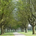 Best Dog Walks in Cardiff _ Parks and Scenic Trails