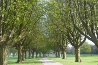 Best Dog Walks in Cardiff _ Parks and Scenic Trails