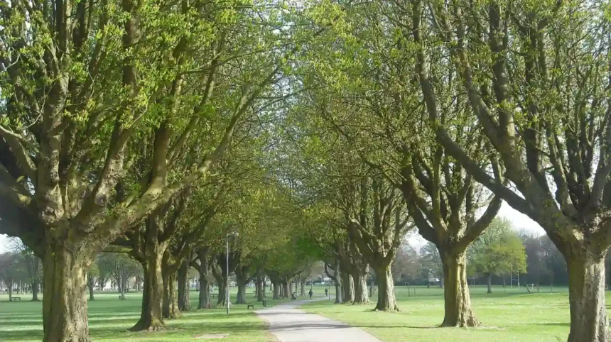 Best Dog Walks in Cardiff _ Parks and Scenic Trails