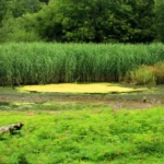 Forest Farm Cardiff Guide_ Wildlife, Walks and Canal History