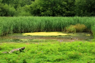 Forest Farm Cardiff Guide_ Wildlife, Walks and Canal History