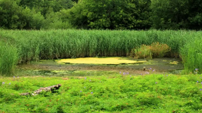 Forest Farm Cardiff Guide_ Wildlife, Walks and Canal History