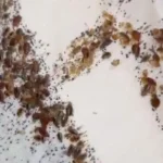 Massive Bedbug Infestation Shocks Pest Controller in Canton 2026