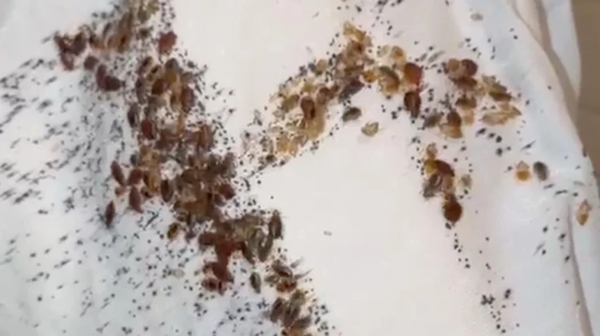 Massive Bedbug Infestation Shocks Pest Controller in Canton 2026