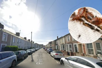 Pest Controller Uncovers Massive Bedbug Infestation in Canton 2026